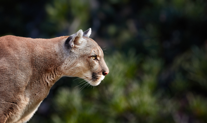 foto/puma