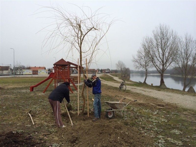 foto/sadnja122015b