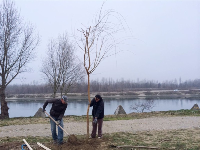 foto/sadnja122015d