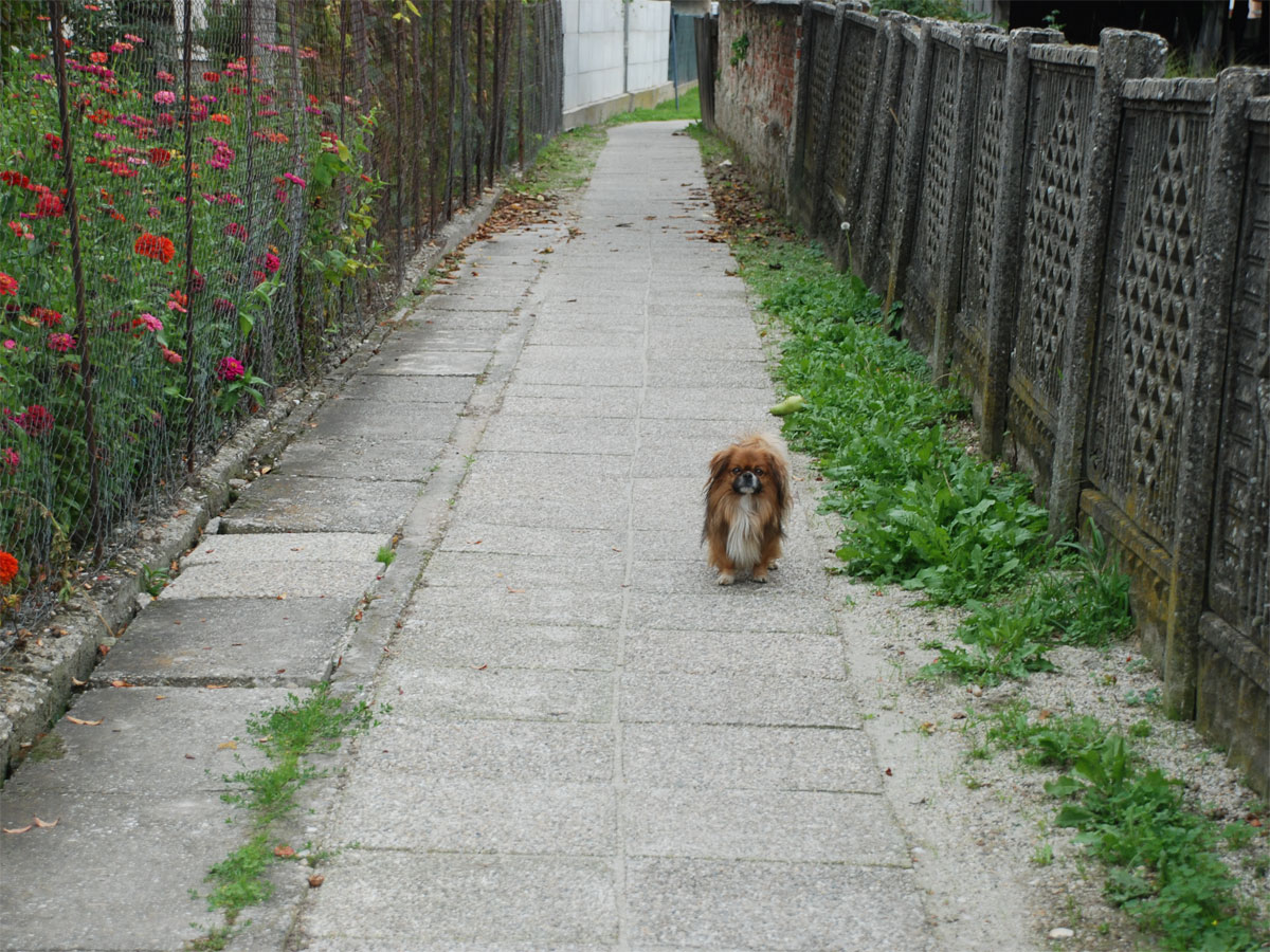 foto